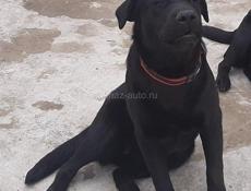 Животные 