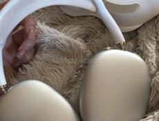 🔥 ПРОДАЮ НАУШНИКИ AirPods MAX