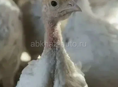 Индюшата 3 мес.