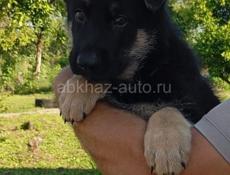 Немецкая овчарка