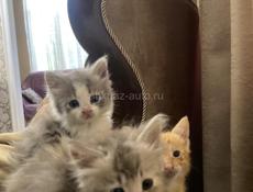 Котята ищут себе дом