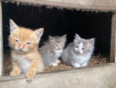 Котята ищут себе дом