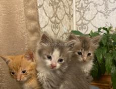 Котята ищут себе дом