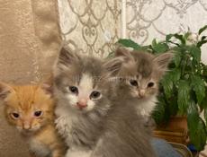 Котята ищут себе дом