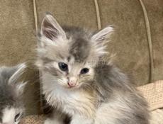 Котята ищут себе дом