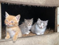 Котята ищут себе дом