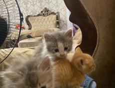 Котята ищут себе дом