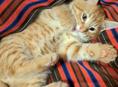 Отдаю котёнка домашнего 2,5 мес