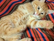 Отдаю котёнка домашнего 2,5 мес