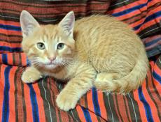 Отдаю котёнка домашнего 2,5 мес