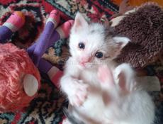 Котята ищут дом