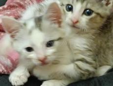 Котята ищут дом