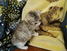 Котята ищут дом