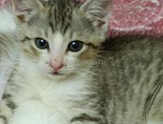 Котята ищут дом