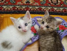 Котята ищут дом