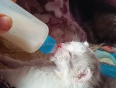 Котята ищут дом