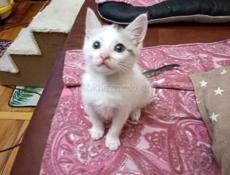 Котята ищут дом