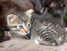 Котенок 2 месяца