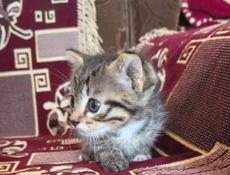Котенок 2 месяца