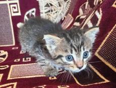 Котенок 2 месяца