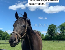 Куплю 