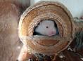 🐹 продаются хомяки