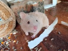 🐹 продаются хомяки