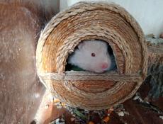 🐹 продаются хомяки