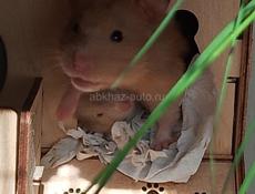 🐹 продаются хомяки