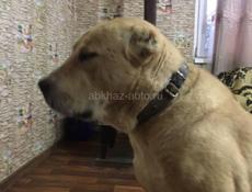 питомник умка принимает заказы на щенят Алабая
