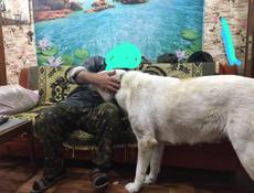 питомник умка принимает заказы на щенят Алабая