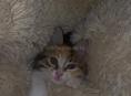 срочно отдам котят в добрые руки