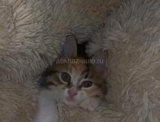 срочно отдам котят в добрые руки