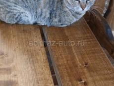 Веслоухая в добрые ручки 