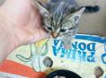 Котëнок в добрые руки 