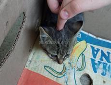 Котëнок в добрые руки 