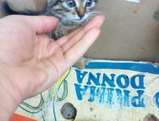 Котëнок в добрые руки 