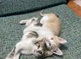 Котята в добрые руки! 