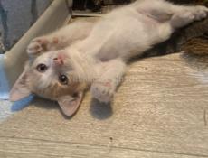 Котята в добрые руки! 