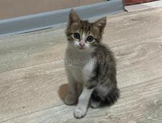 Котята в добрые руки! 