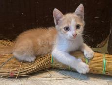 Котята в добрые руки! 