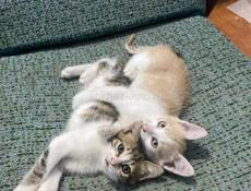 Котята в добрые руки! 