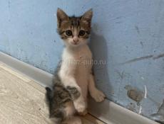 Котята в добрые руки! 