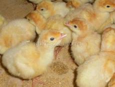 Индюшата белые широкогрудые породные