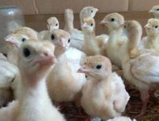Индюшата белые широкогрудые породные