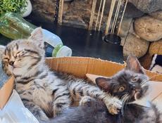 Отдаются котята