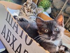 Отдаются котята