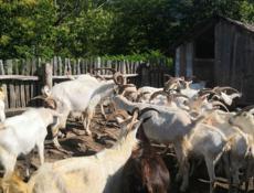 Продаю  коз