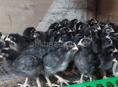 Предлагаются к продаже цыплята 