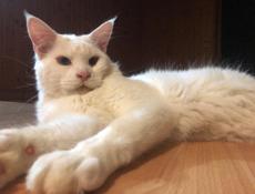 Котята Мейн Кун